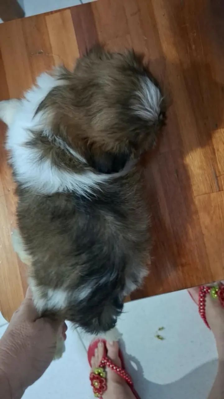 Cachorro  - Foto 4