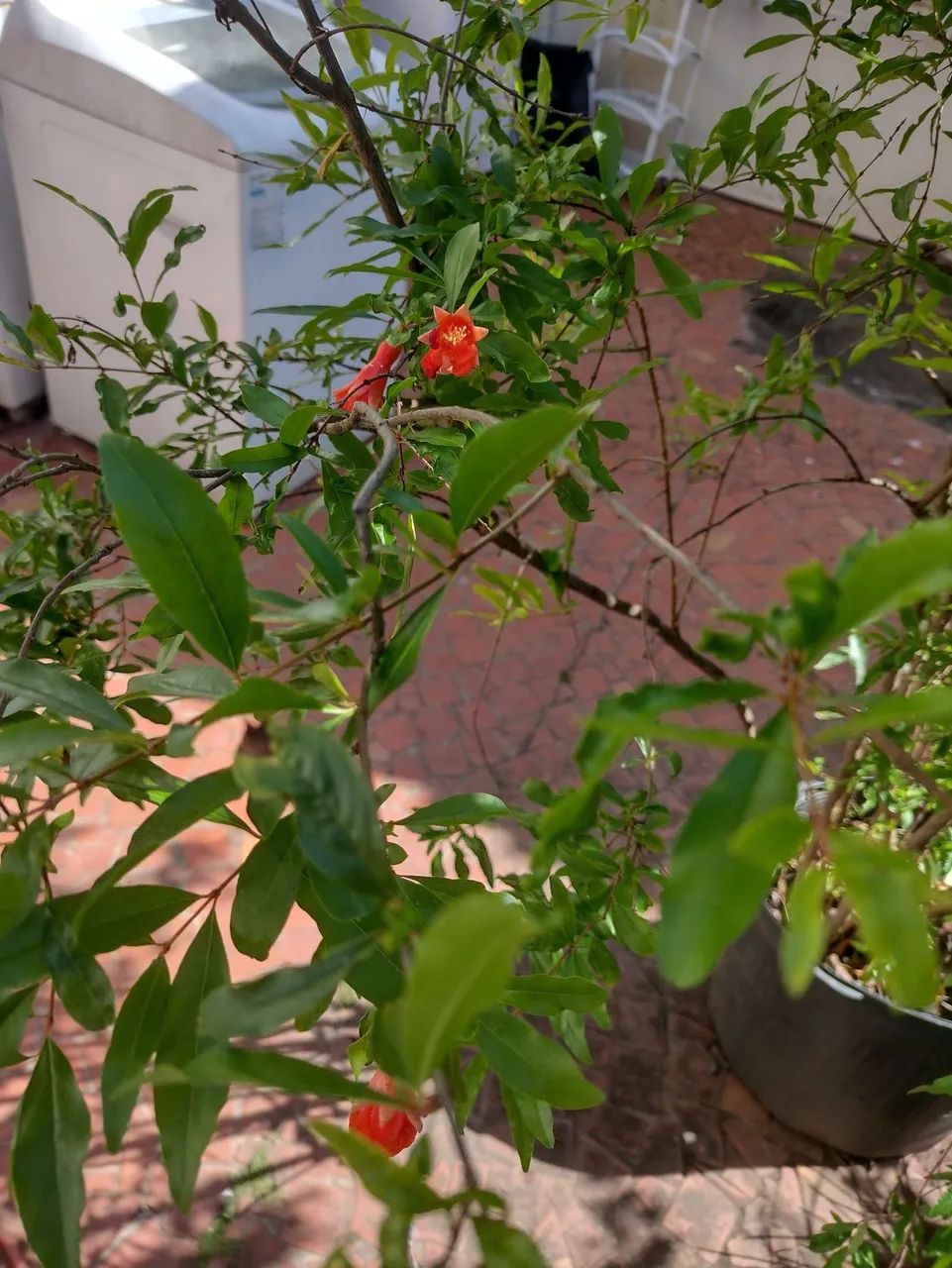 Muda de romã com floração  - Foto 4