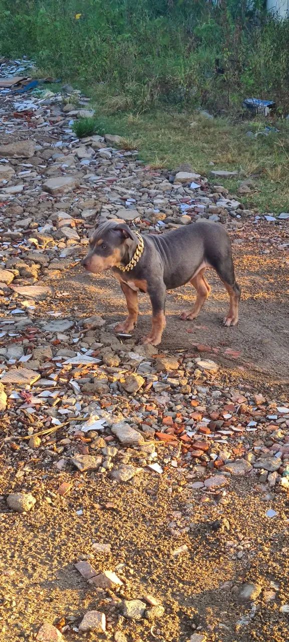 Filhote Monster TriBlue Fêmea  - Foto 4