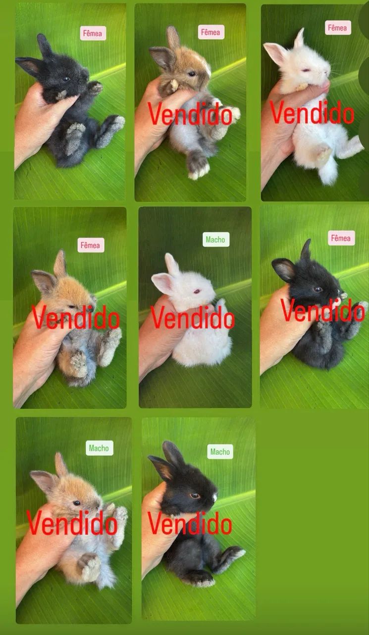 FILHOTES DE COELHO MINI LION HEAD - UMA FOFURA IRRESISTÍVEL  - Foto 2