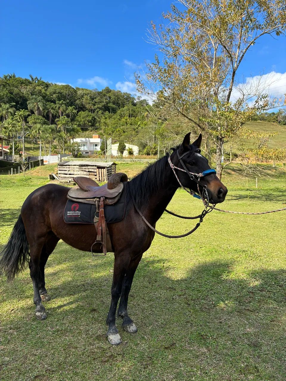 Vendo cavalo  - Foto 2