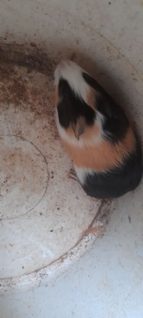 Porquinho da  india