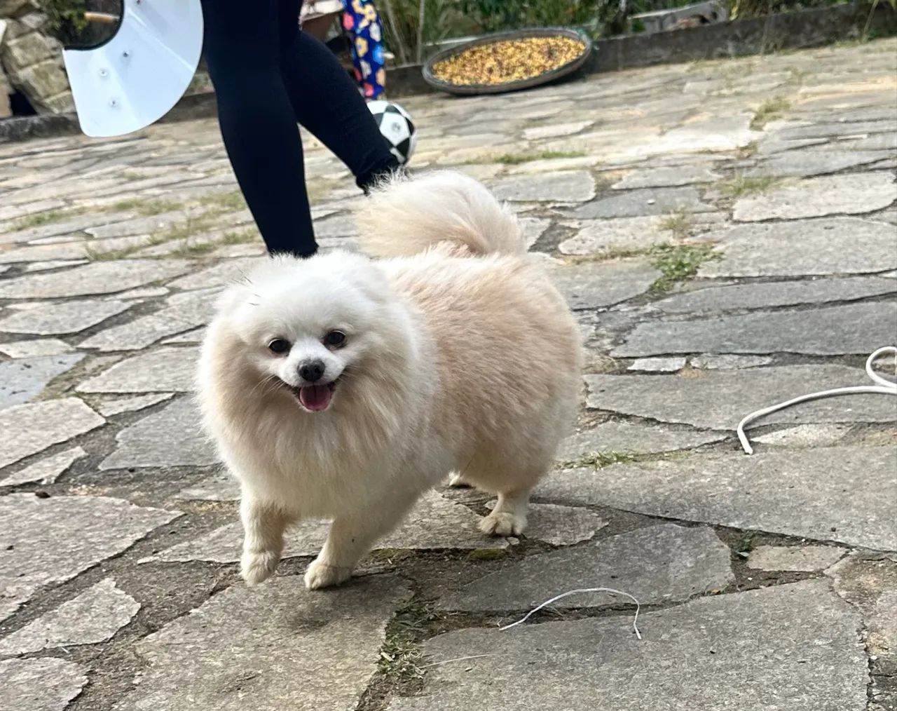 Spitz alemão, Macho arrumar -se namorada  - Foto 4