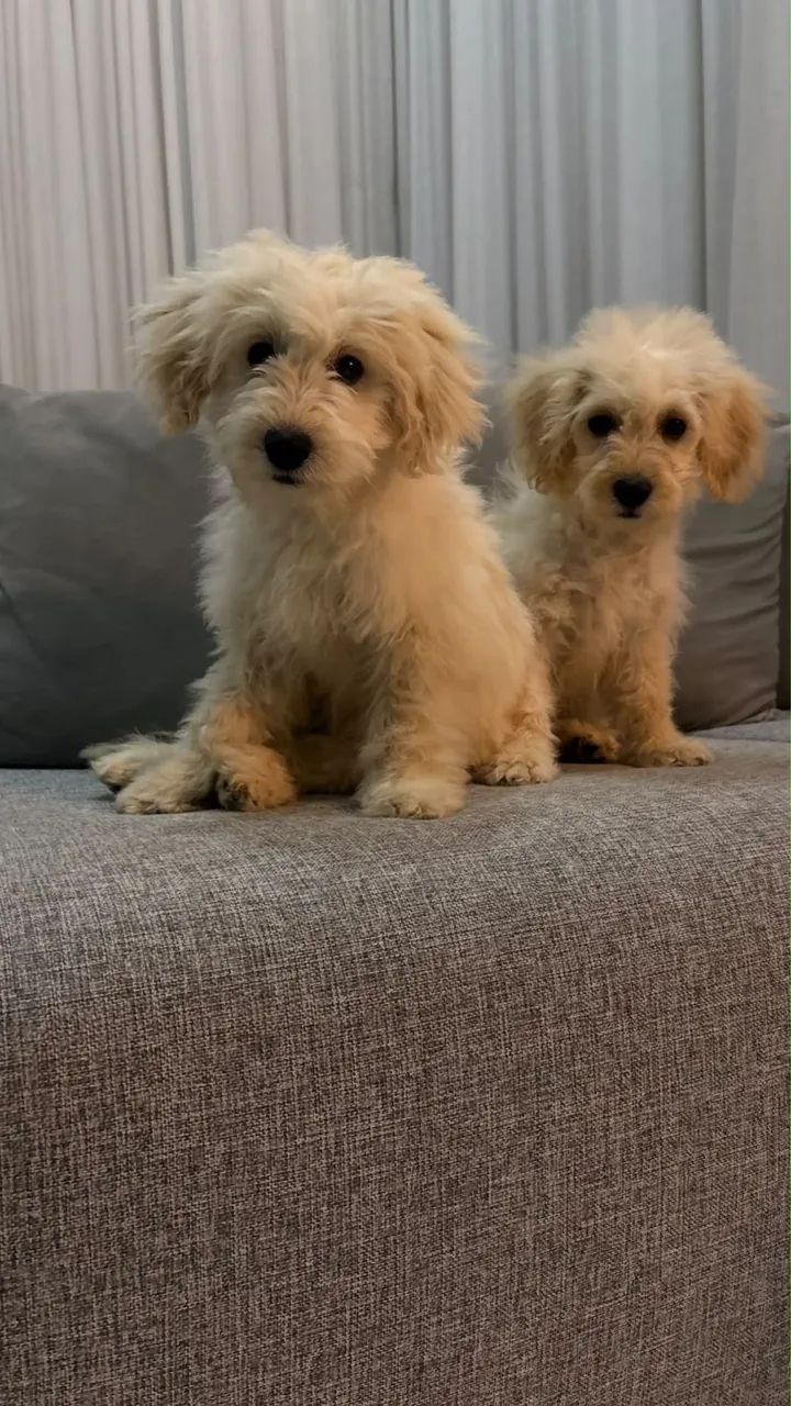Vendo Casal de Poodle 