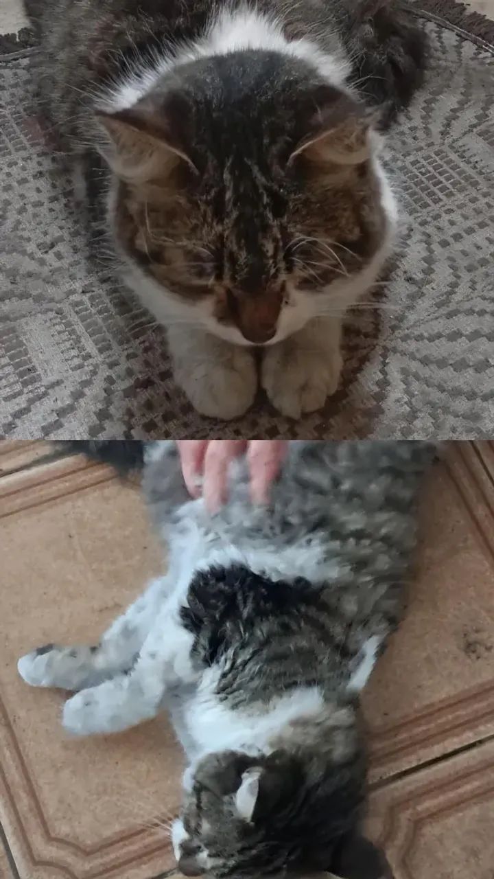 Gatinha Para Adoção  - Foto 2