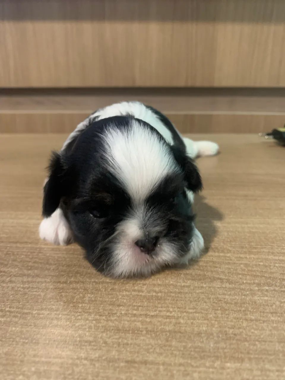 shitzu  - Foto 4