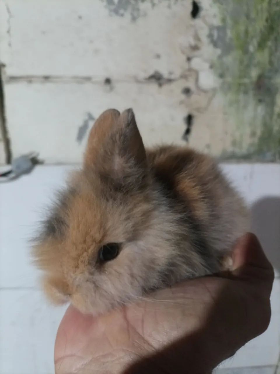 Mini laon 434735871175567361