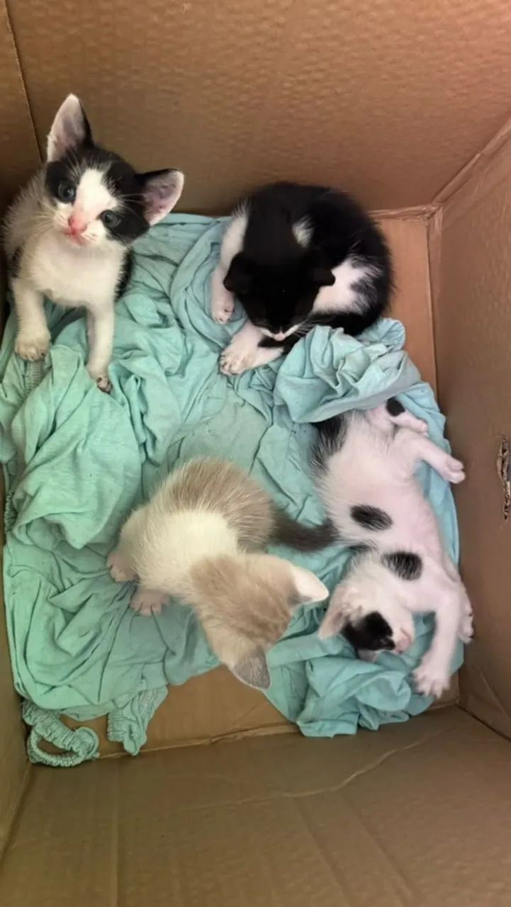 Doa-se Gatinhos  - Foto 2