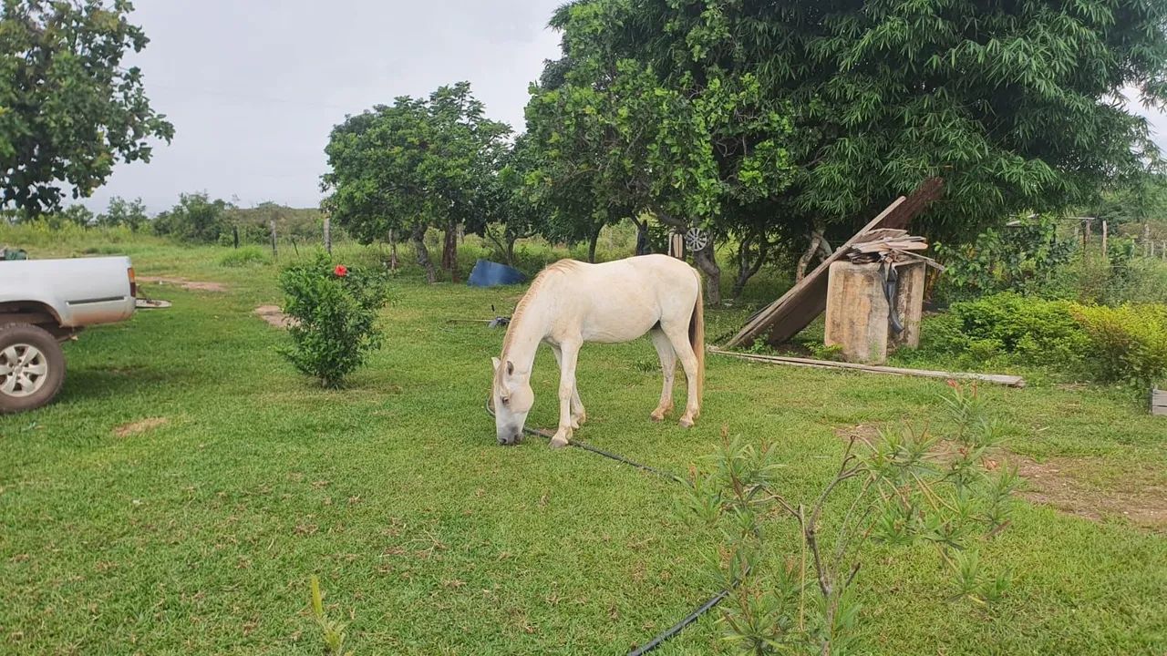 Vendo sítio aproximadamente 100 hectare 70km Cuiabá região manso.  - Foto 5