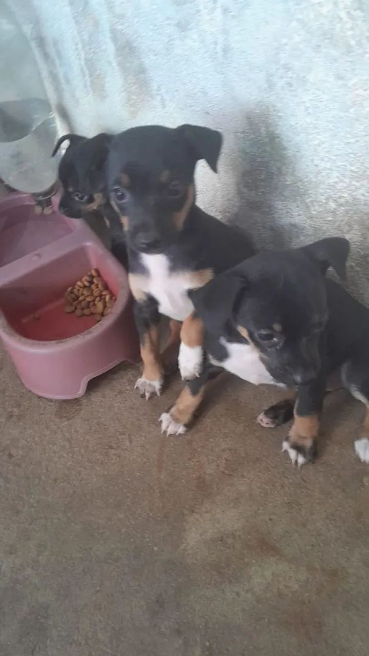 FILHOTES DE PINSCHER  - Foto 5