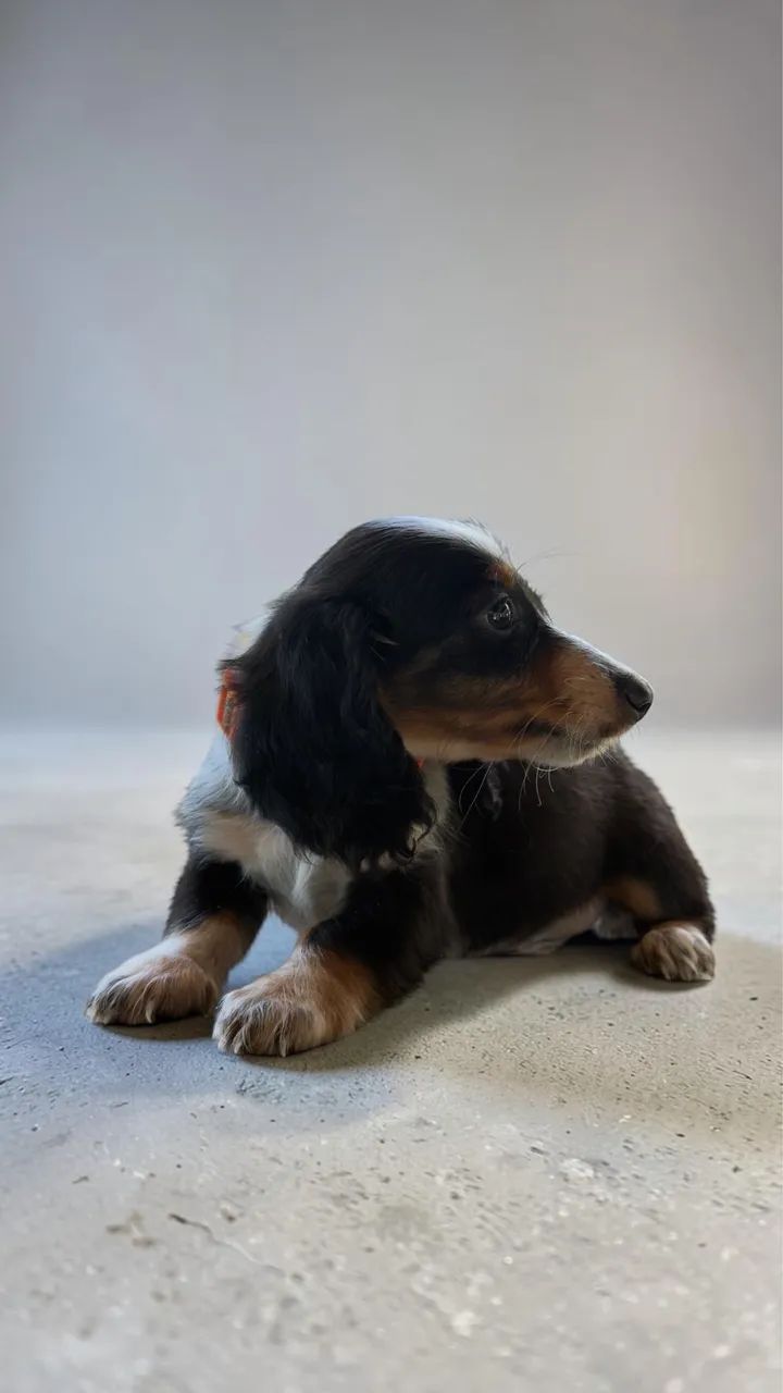 Daschund pelo longo  - Foto 3