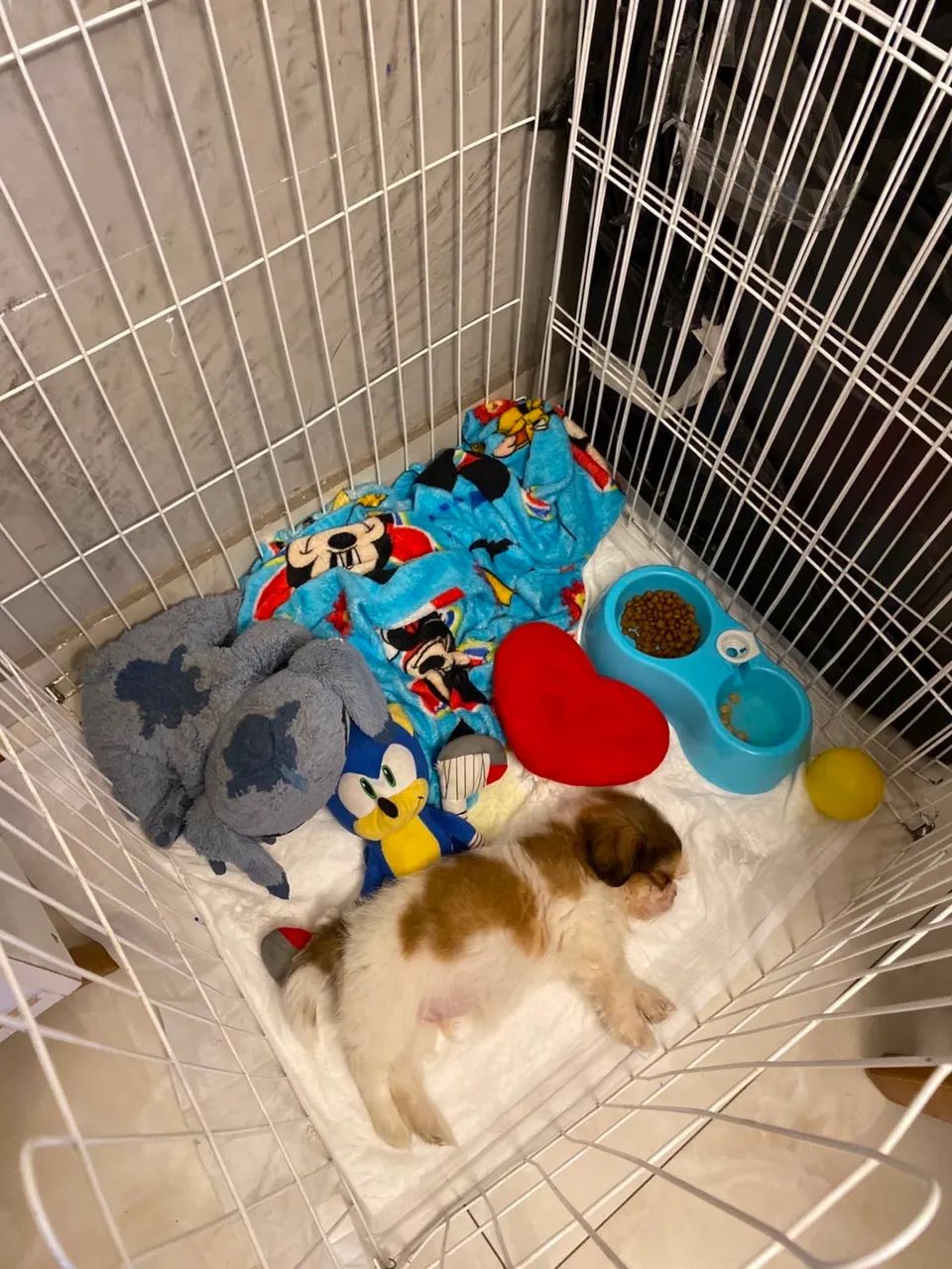 Cachorro - Foto 4