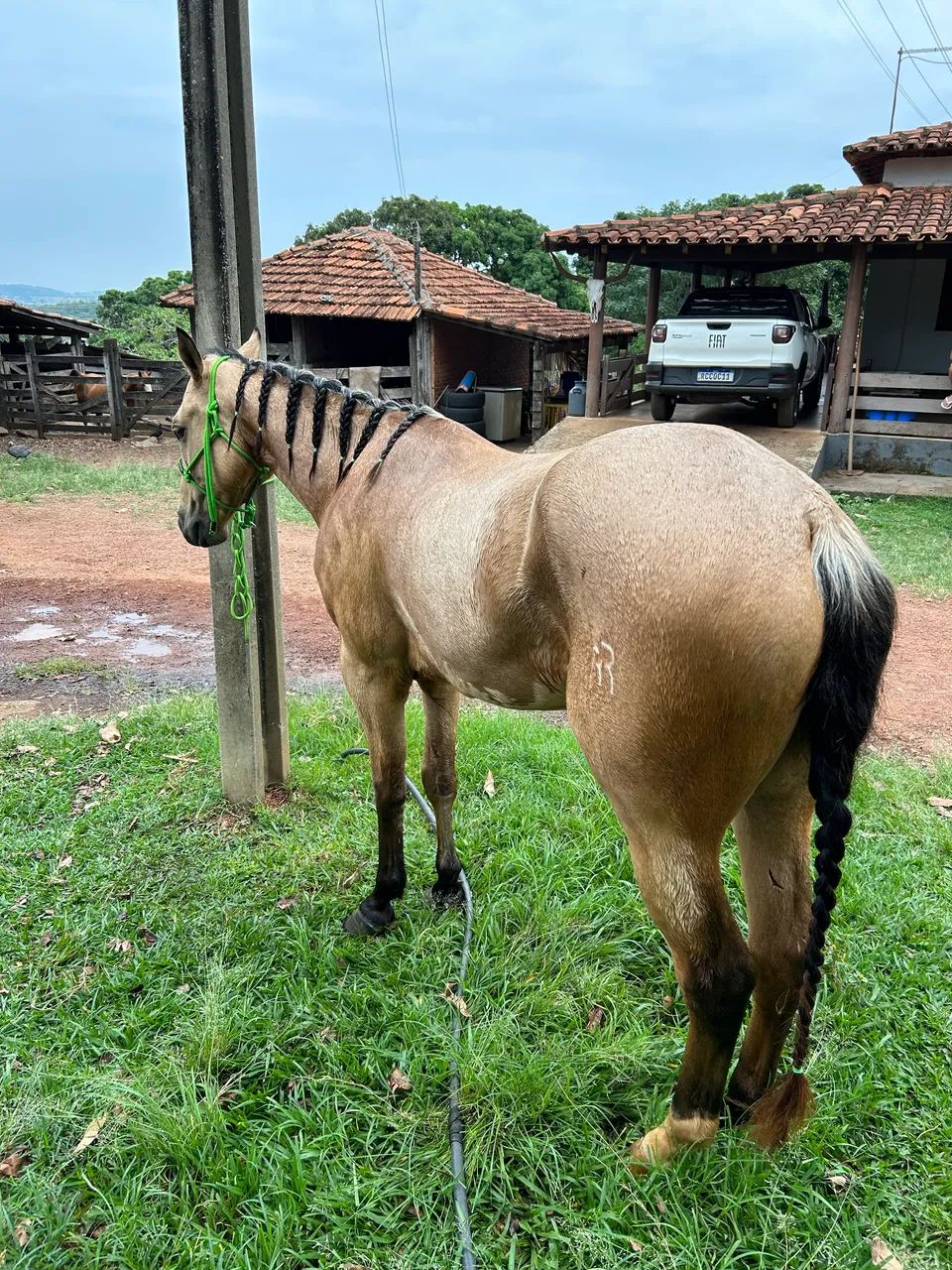 Cavalo Baio Pronto no Laço (Cabeça e Pé) - Foto 2