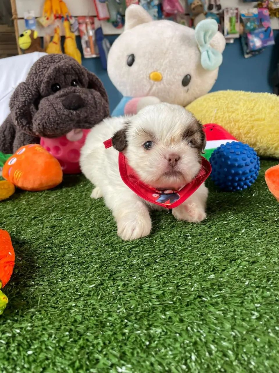 Shihtzu