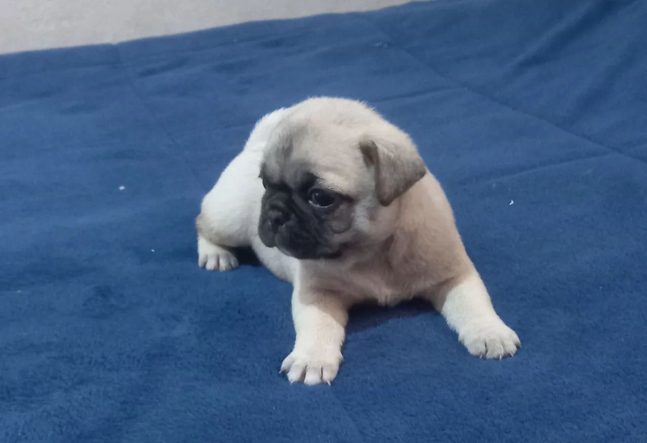 Pug 