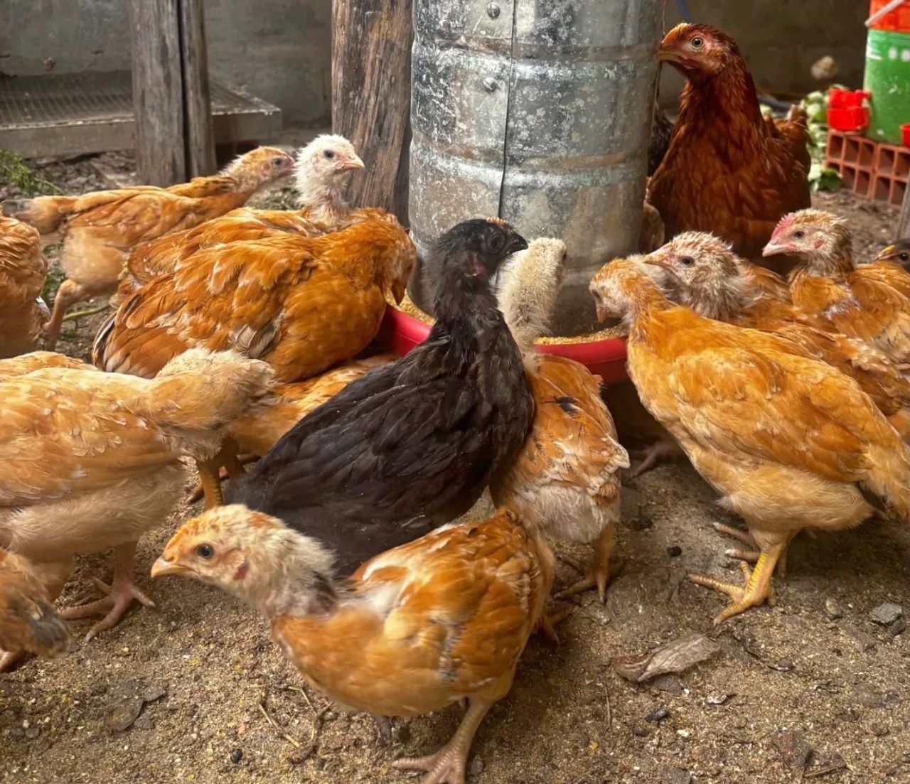 GALINHA/GALO CAIPIRA  - Foto 2