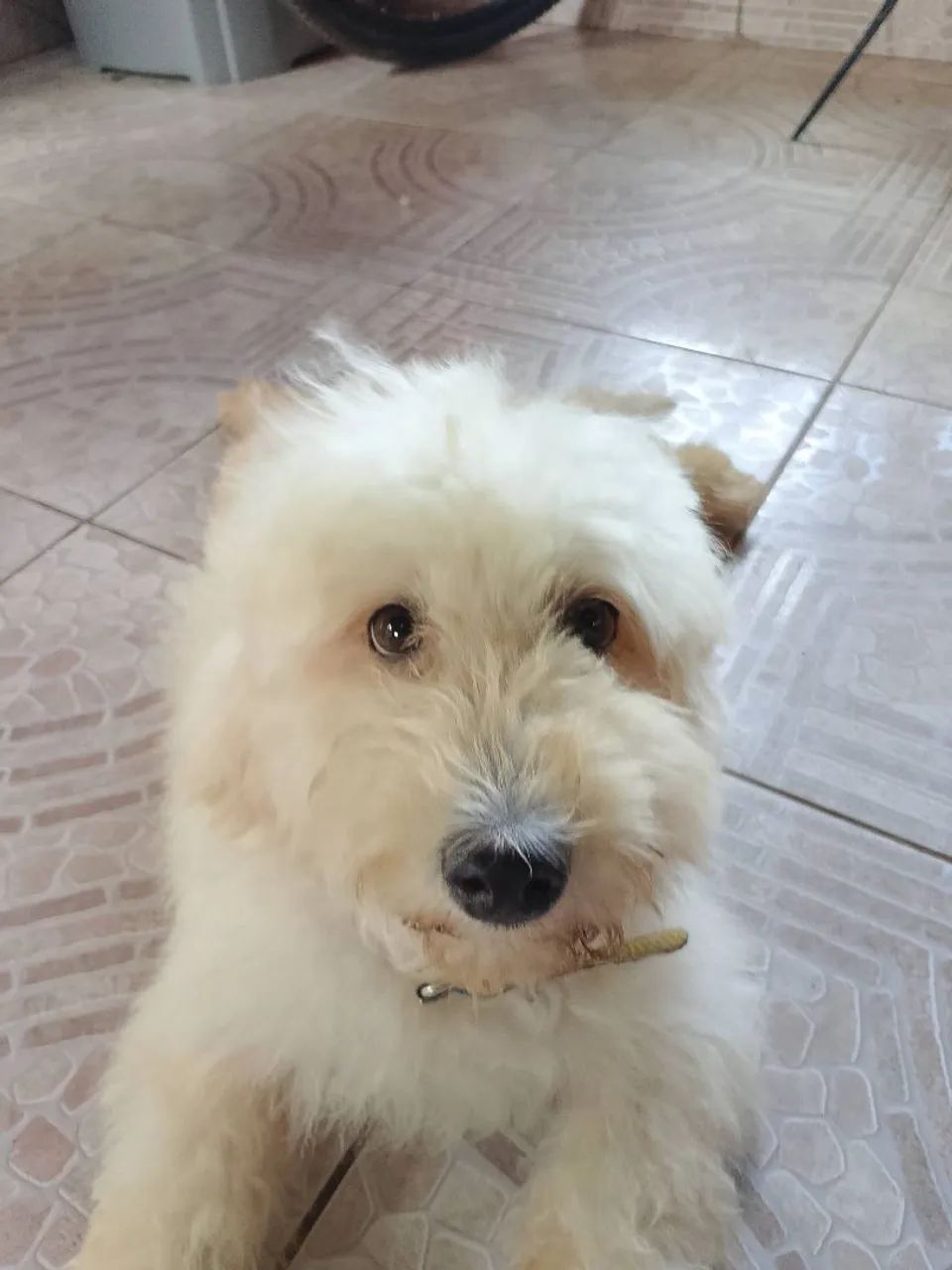 Filhotes de Poodle disponíveis! <br> - Foto 3