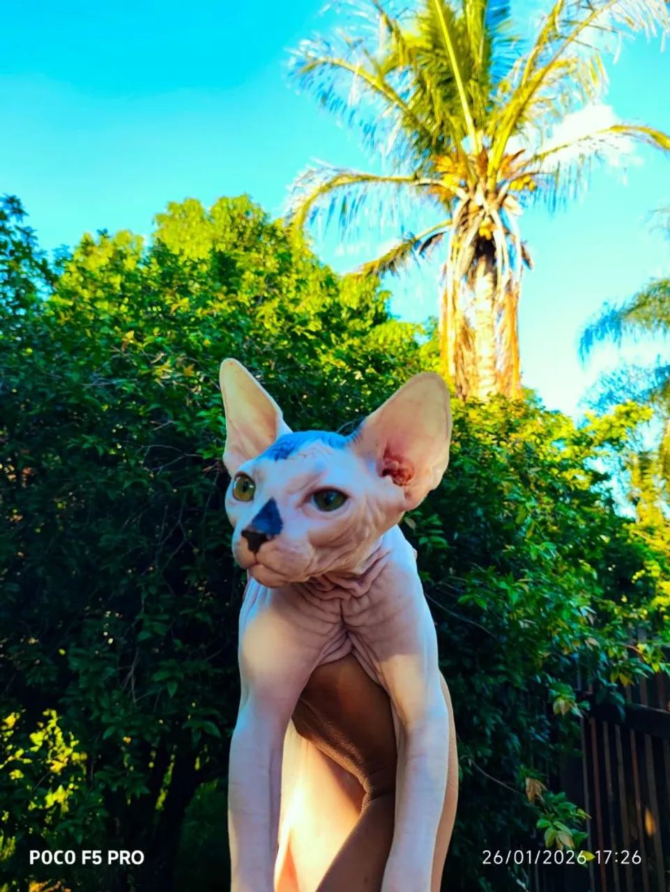 Sphynx machos - Foto 6