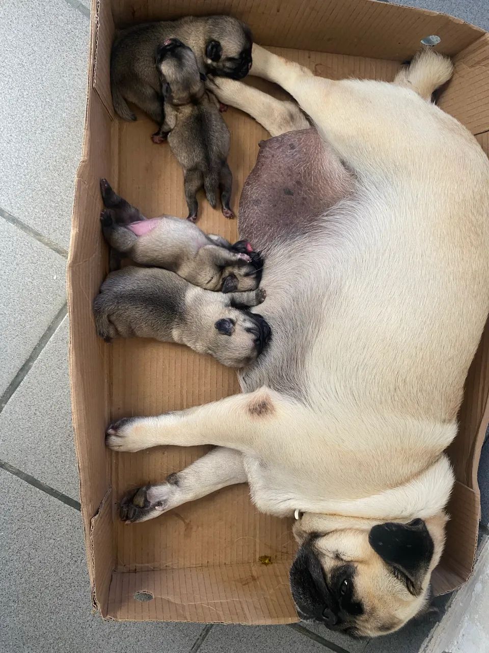 Filhotes de pugs