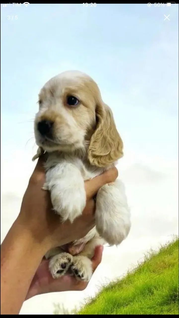 Cocker macho - Foto 3