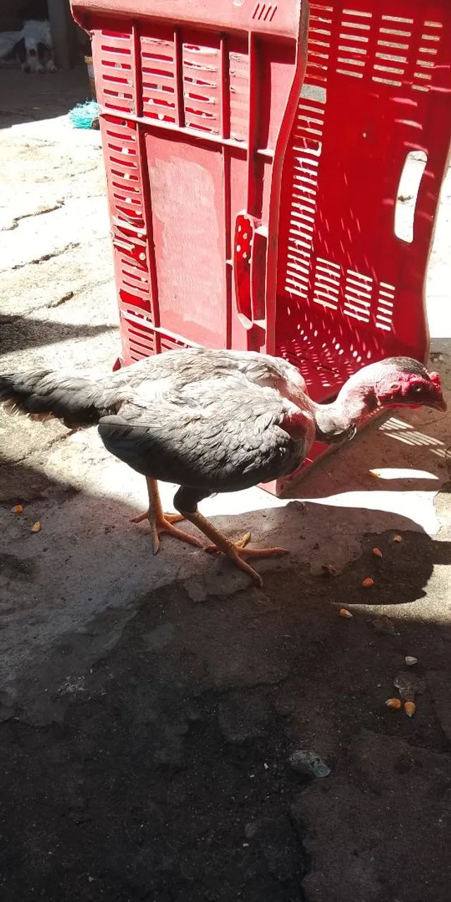 Galinha de raça  - Foto 2
