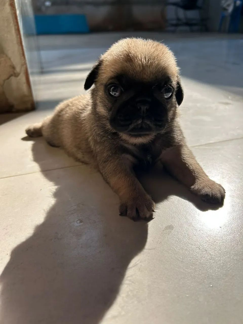 Pug mini