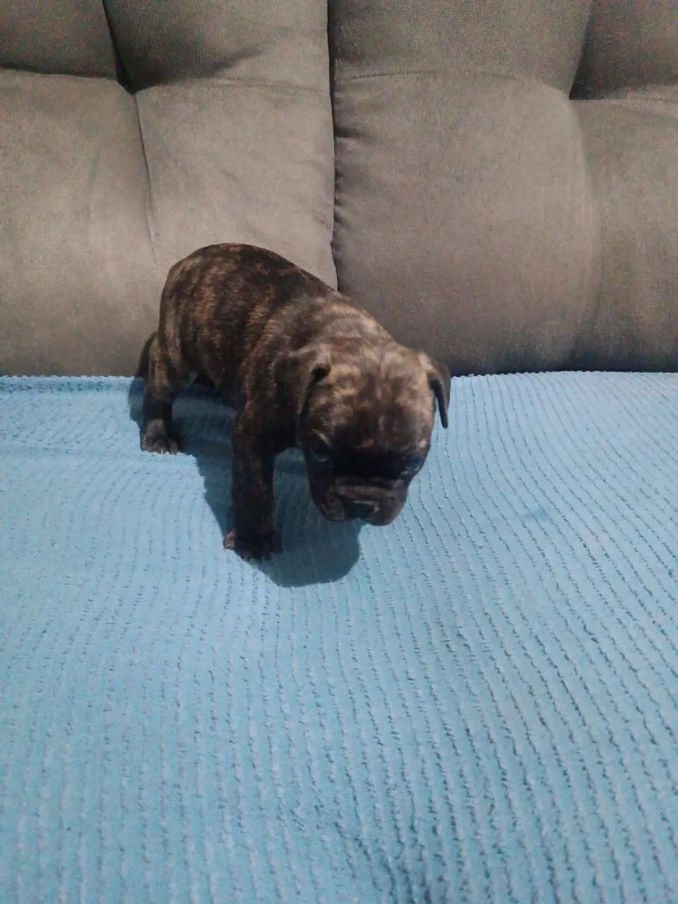 Cachorro buldogue francês 