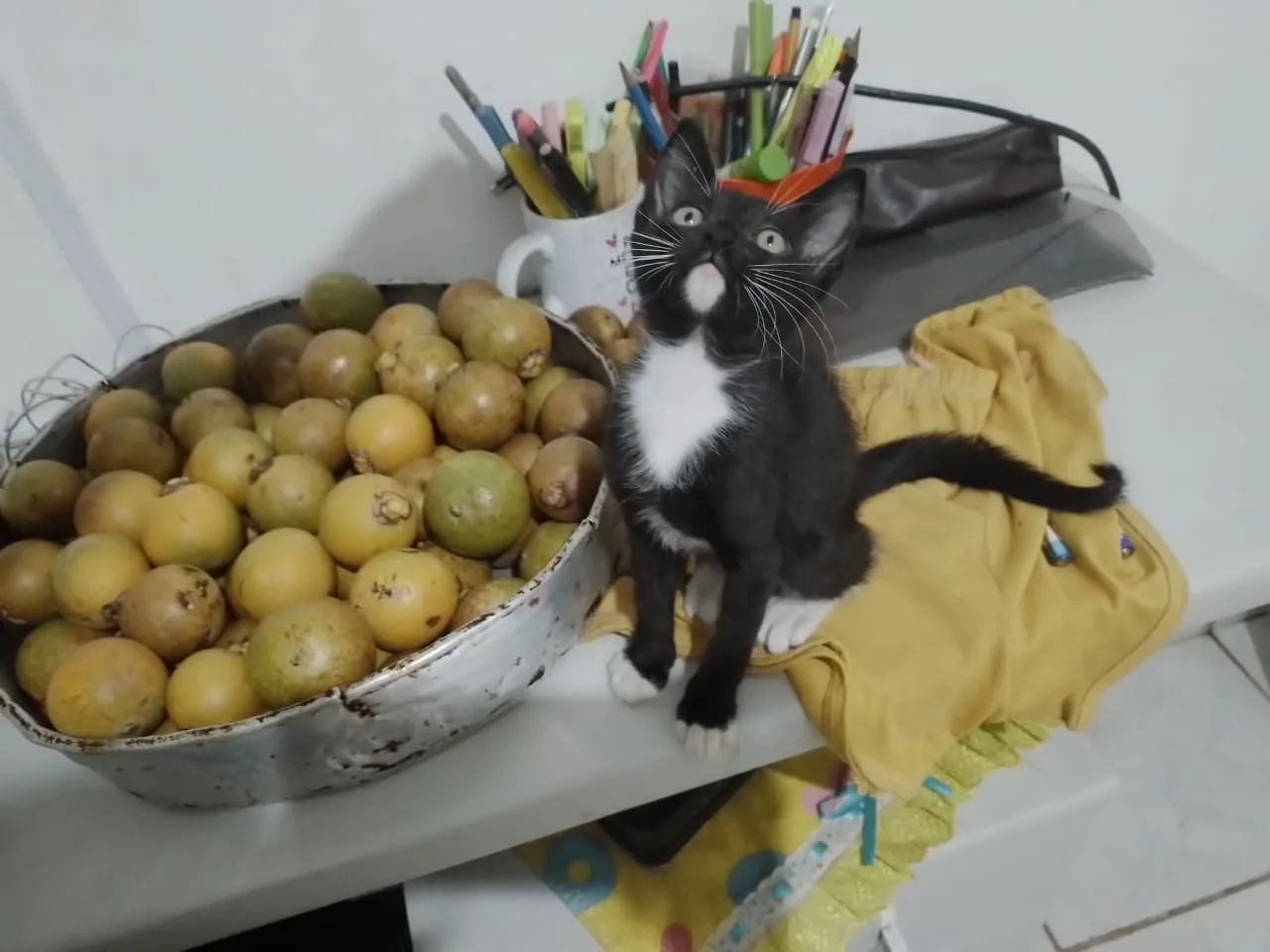Gatinho macho - Foto 4