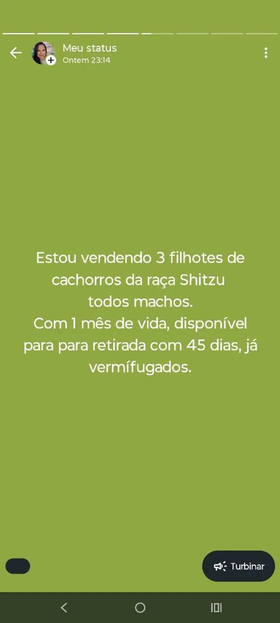 Filhotes de Shitzu  - Foto 5