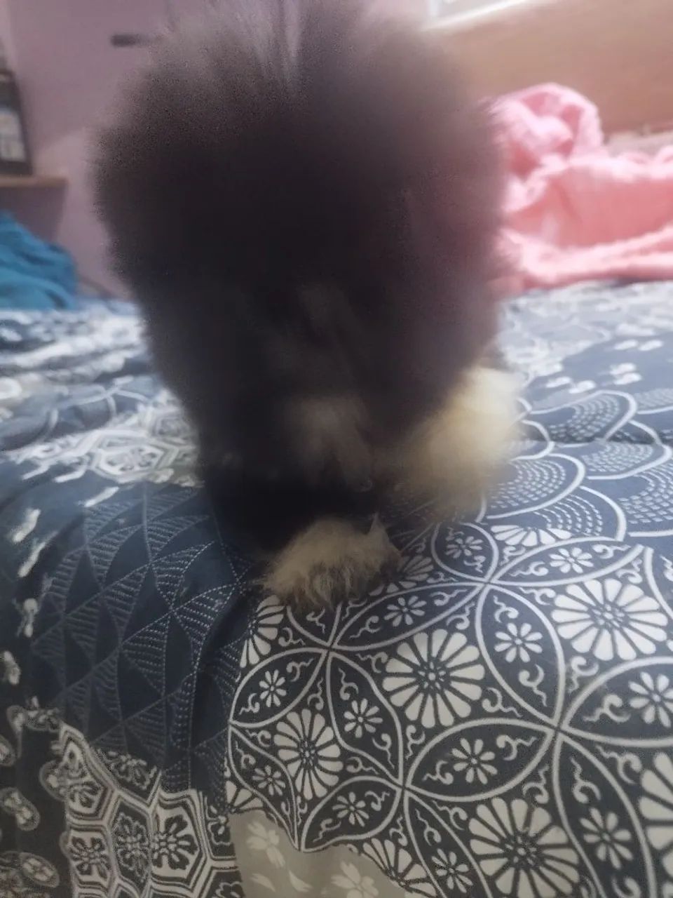 Shitzu com lulu - Foto 3
