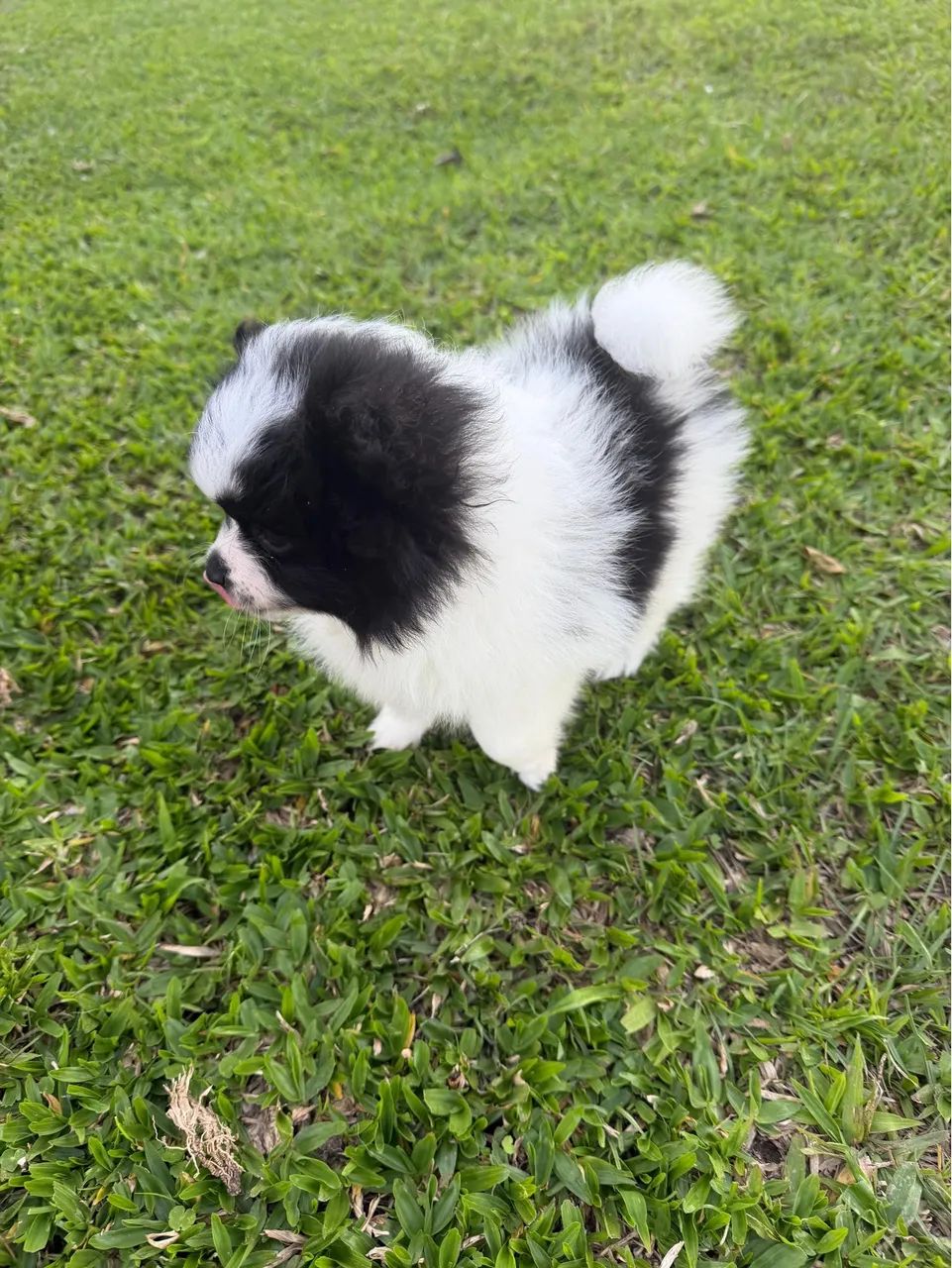 Spitz alemão 
