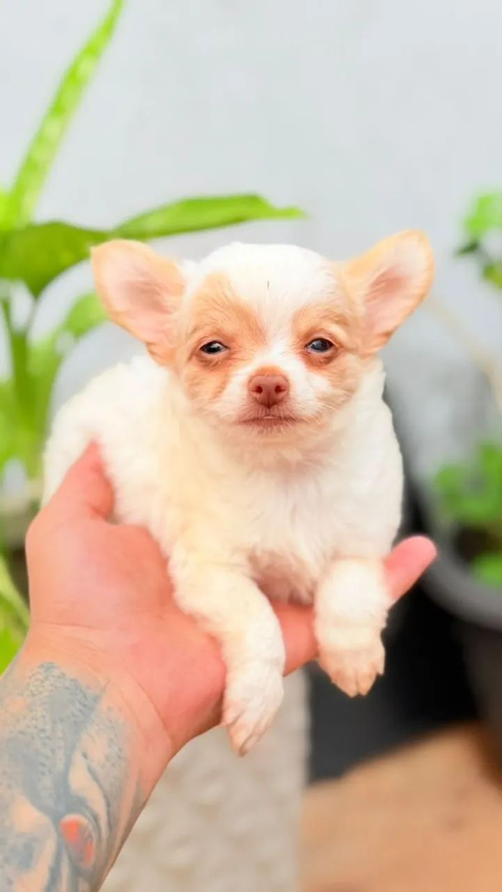 Chihuahua Macho ,Pelo Longo! - Foto 4