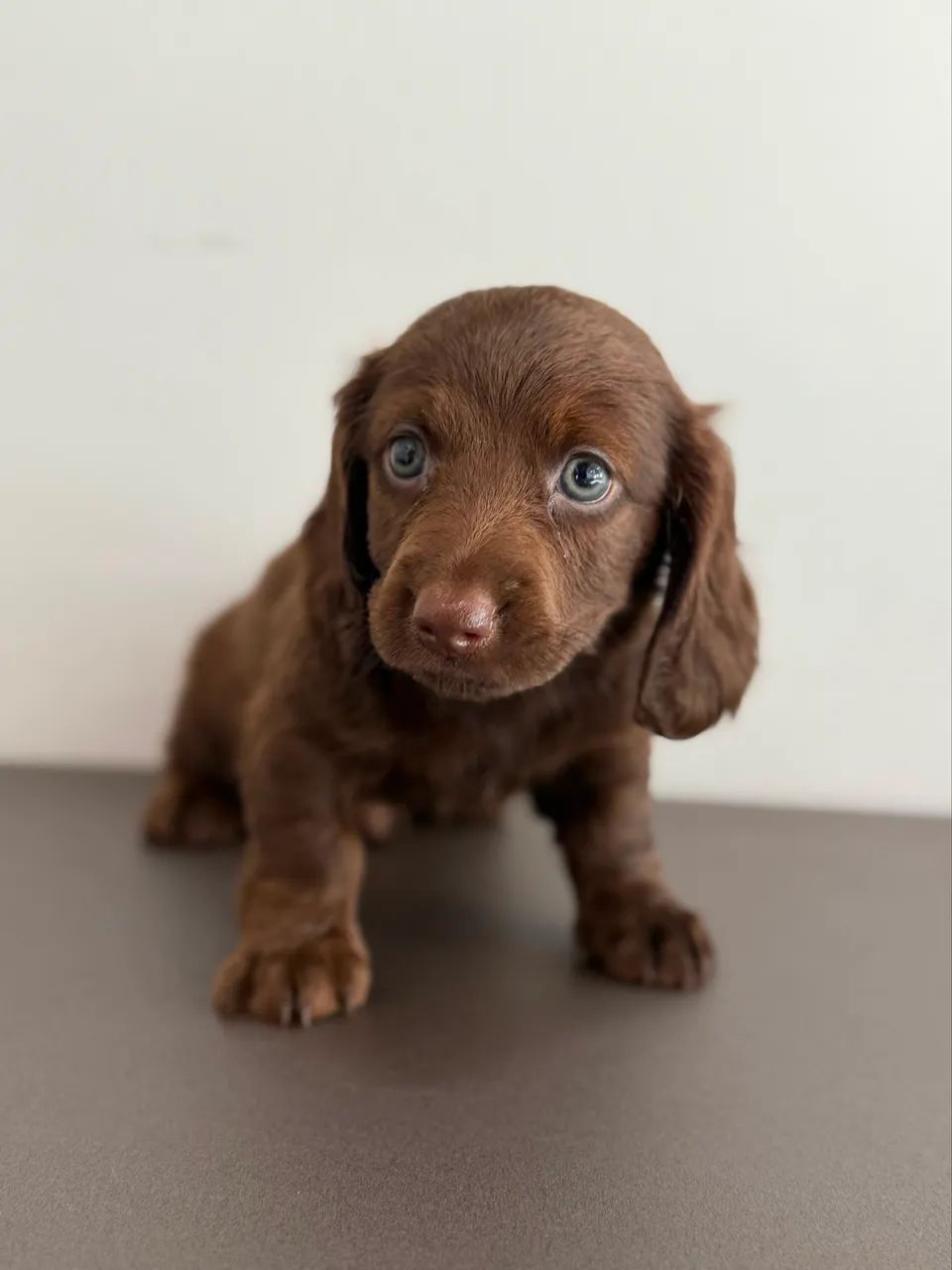 dachshund pelo longo  - Foto 2