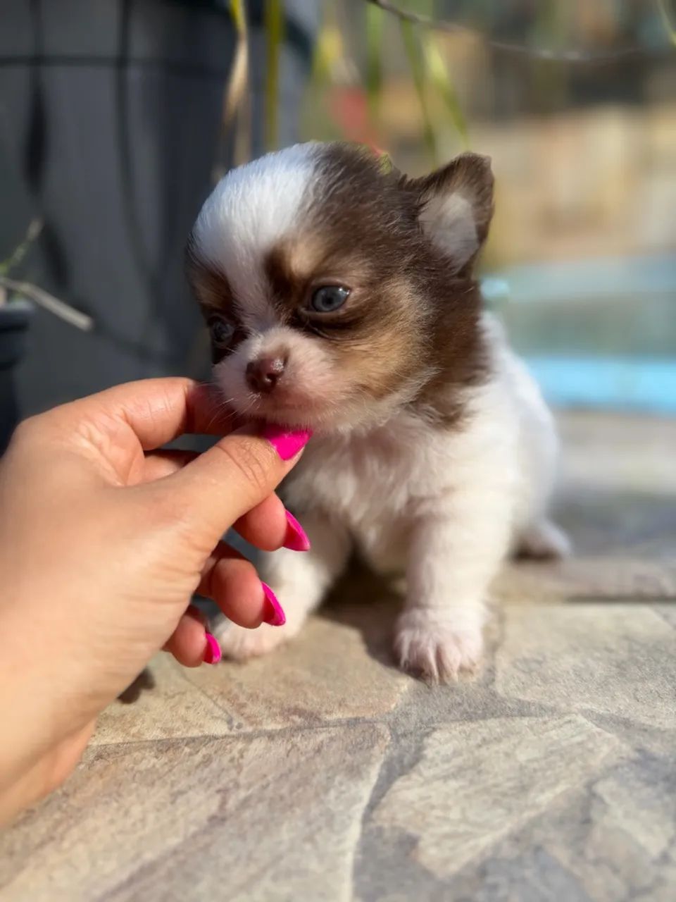 Chihuahuas - Foto 4