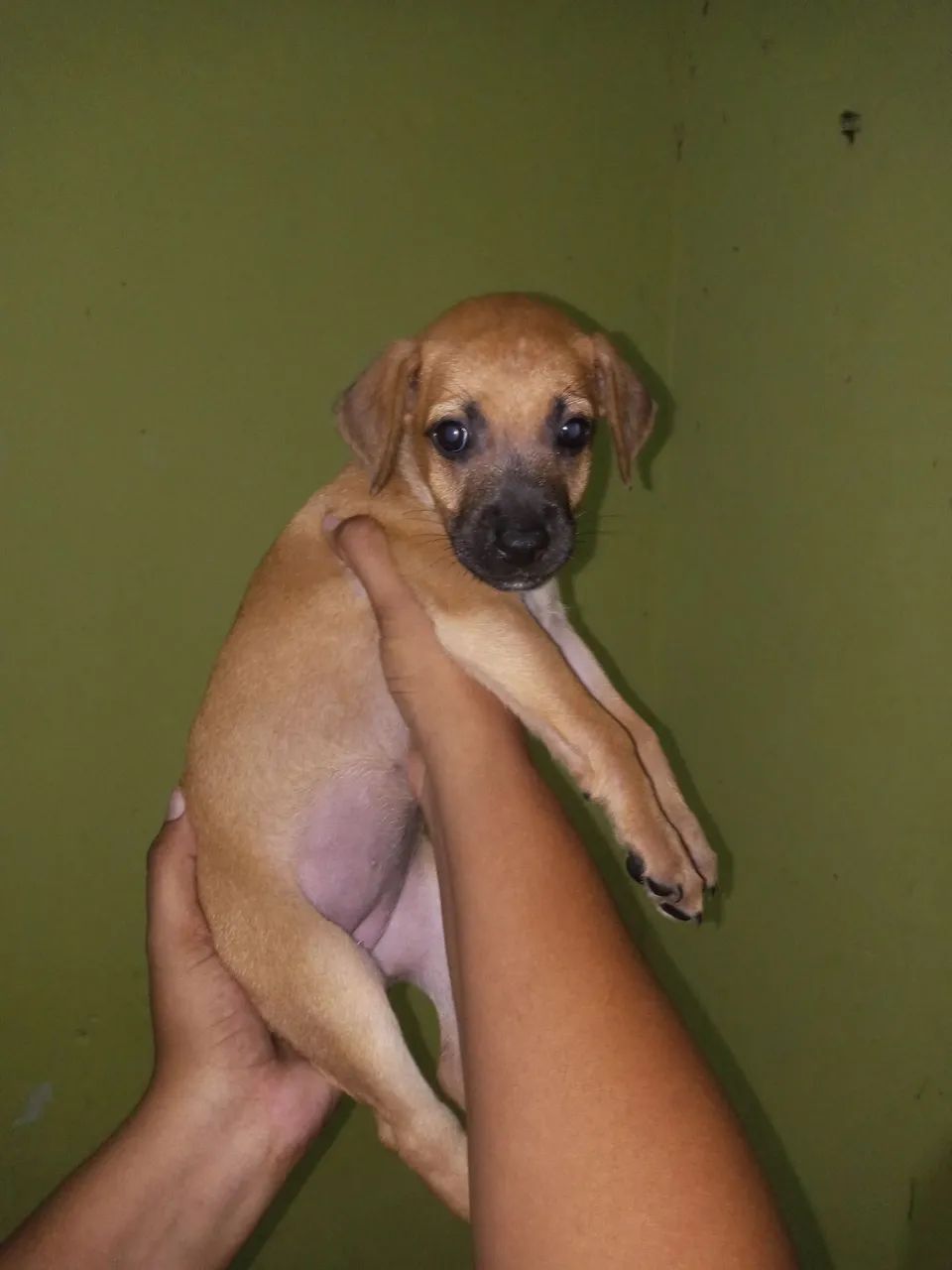 cachorrinhos para adoção 