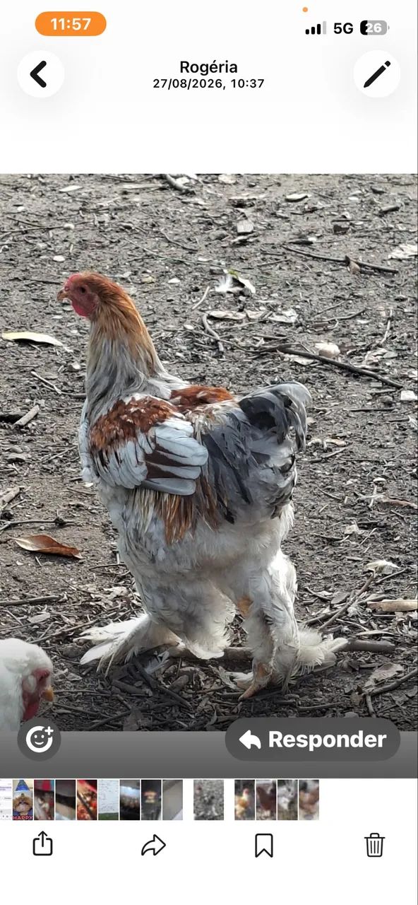 Galinha e frango  e adubo  - Foto 3
