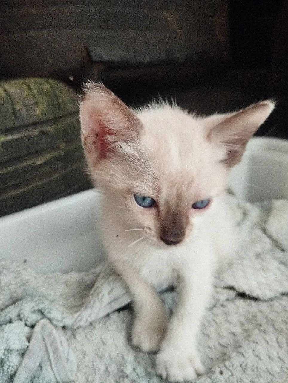 Doação responsável Gata - Foto 2