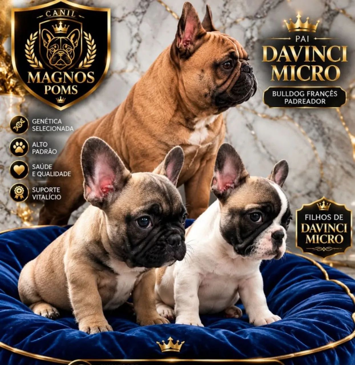 Buldog Francês Exótic Micro  - Foto 3