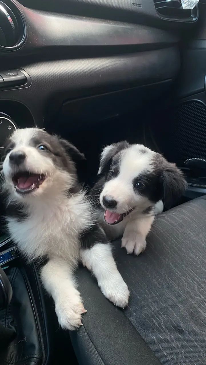 Filhotes de Border collie 