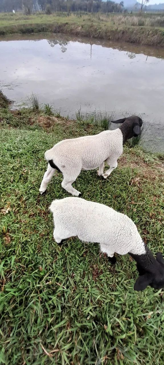 Vendo barato ovelhas dorper 