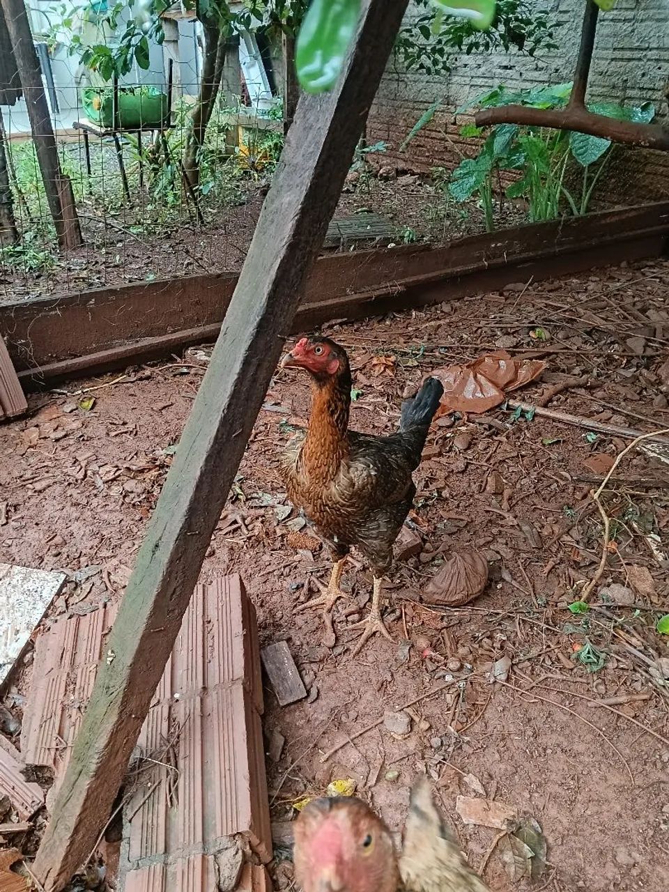 Galinha caipira  - Foto 4