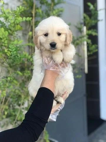 Golden retriever - Filhotes de Linhagem Nobre Disponíveis - Foto 2