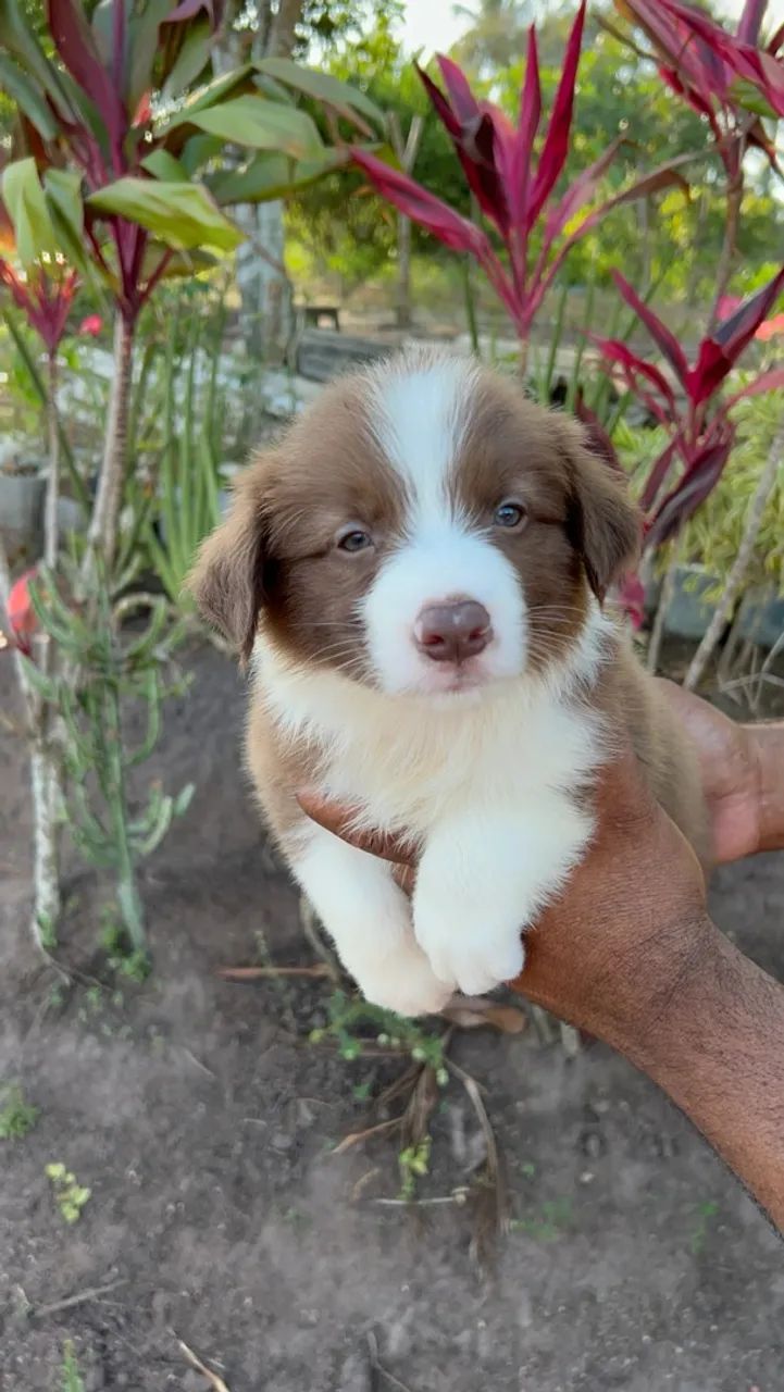 Border Collie  - Foto 4