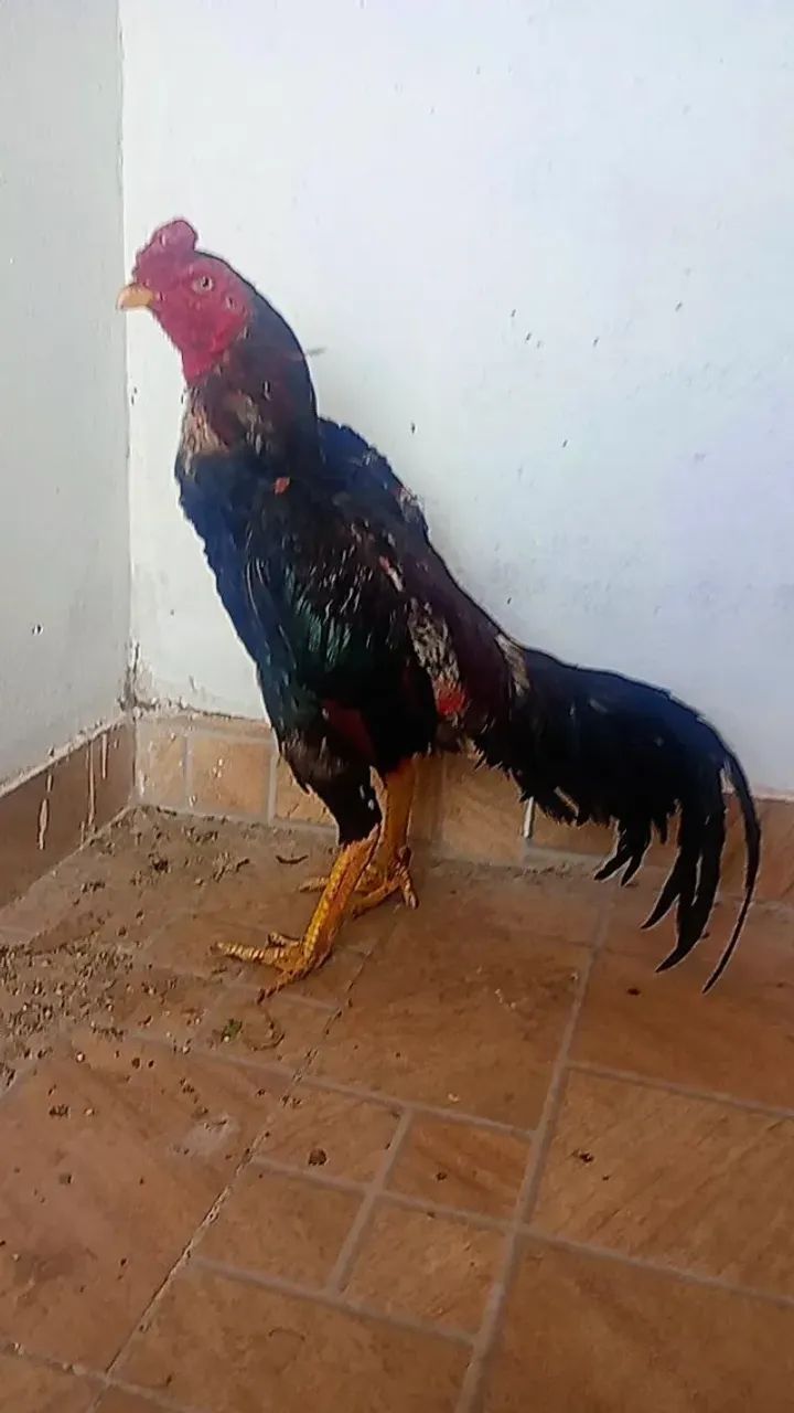 Frangos índios  - Foto 4