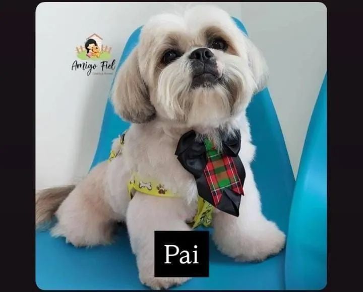 Shitzu macho e fêmea disponível  - Foto 4