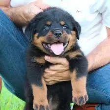 rottweiler Ele é muito resistente.