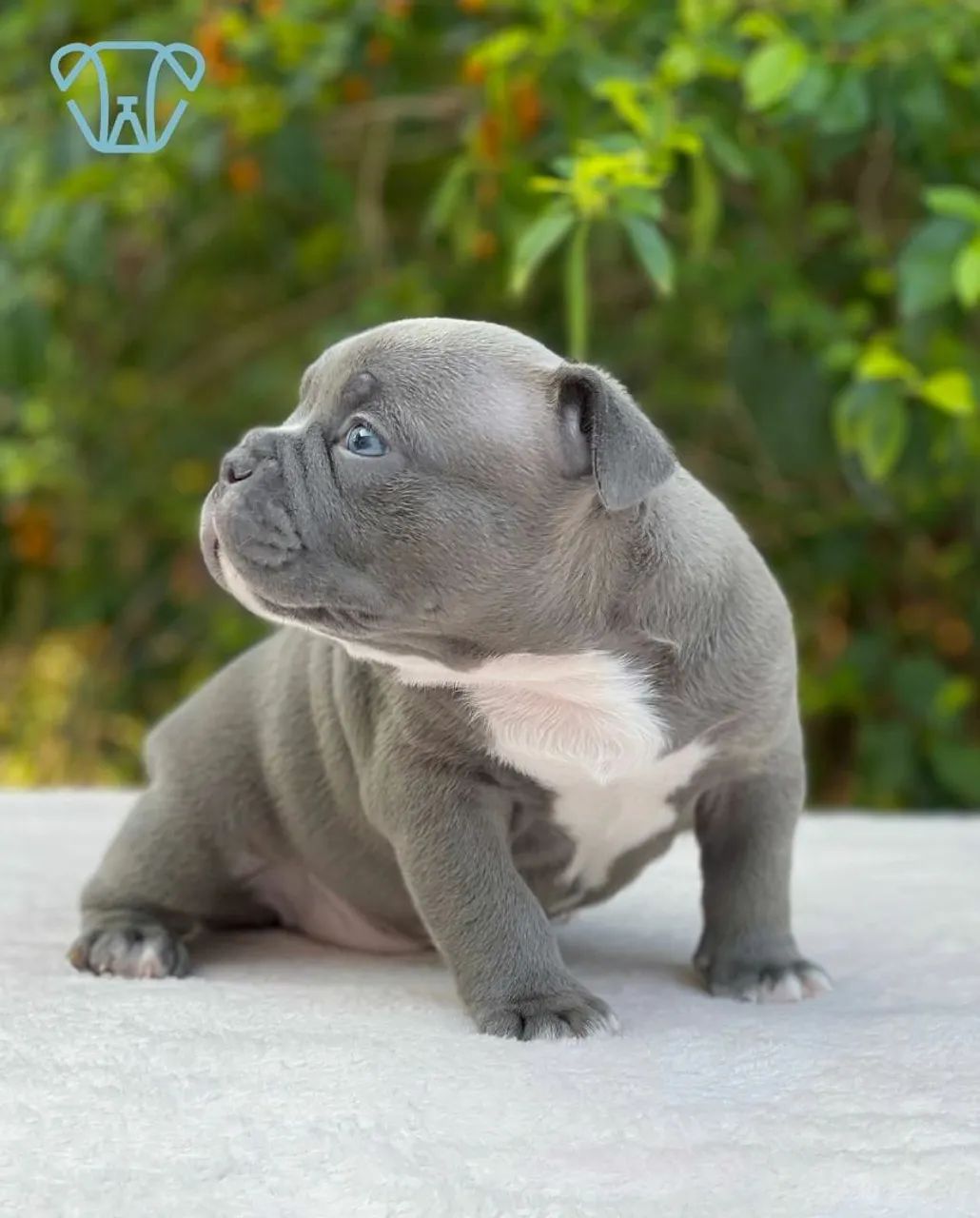 Filhote American Bully Blue - Foto 6