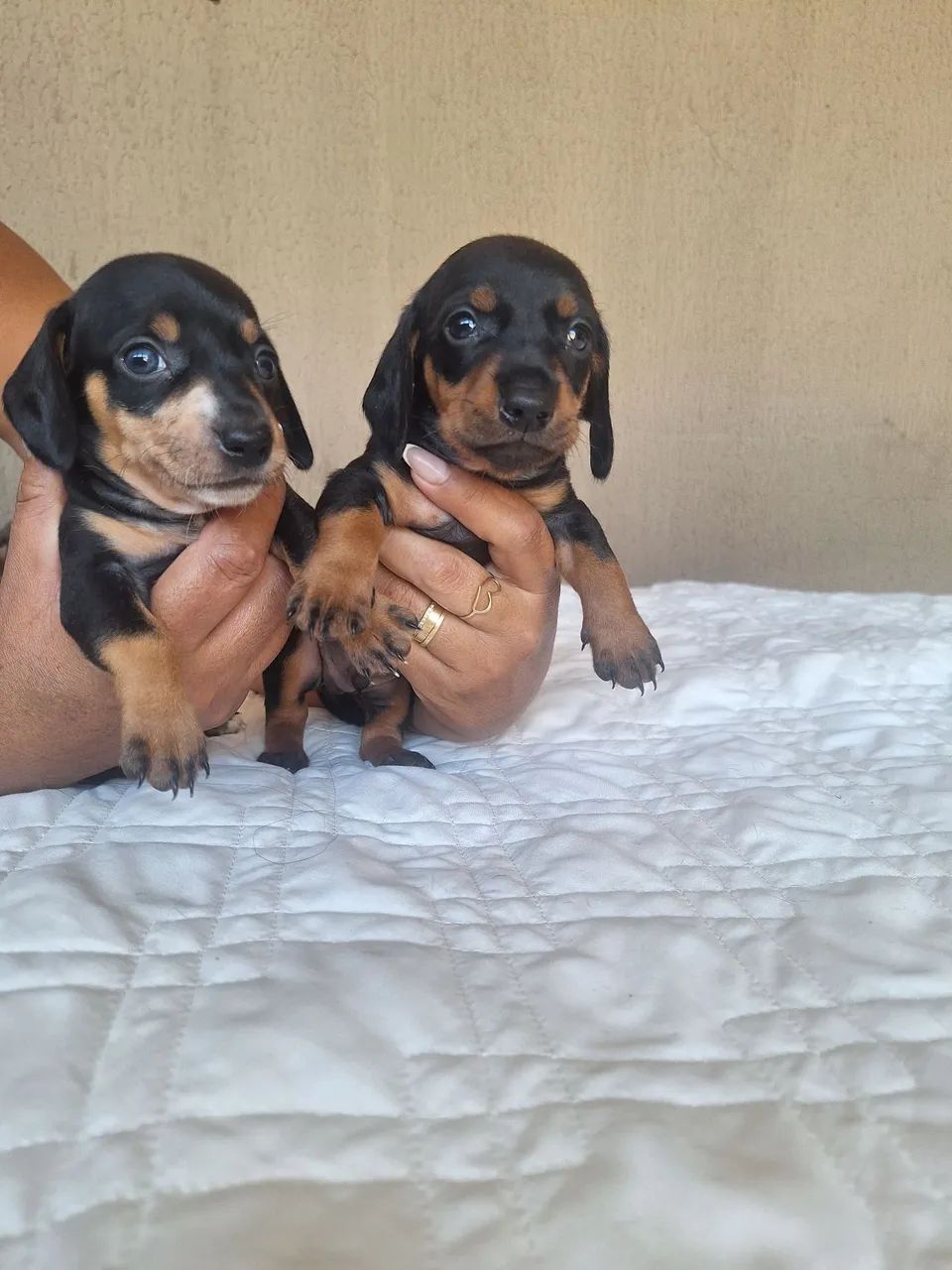 Baset hound com 35 dias