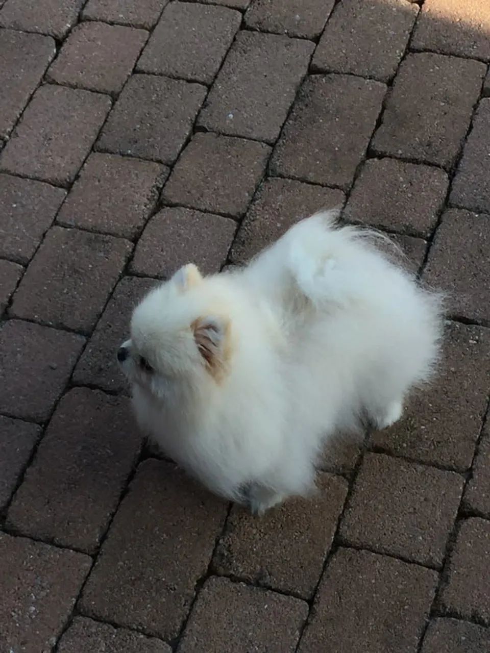Spitz Alemão Anão 