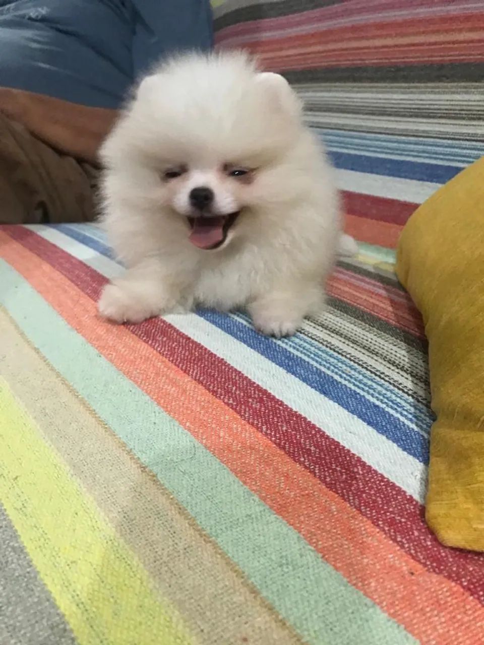 Lulu da Pomerania Anão  - Foto 3